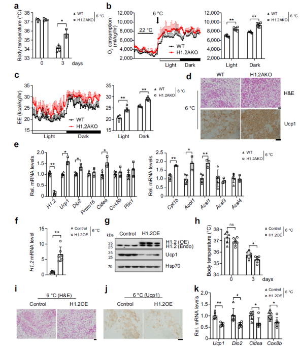 防控肥胖新靶標(biāo)