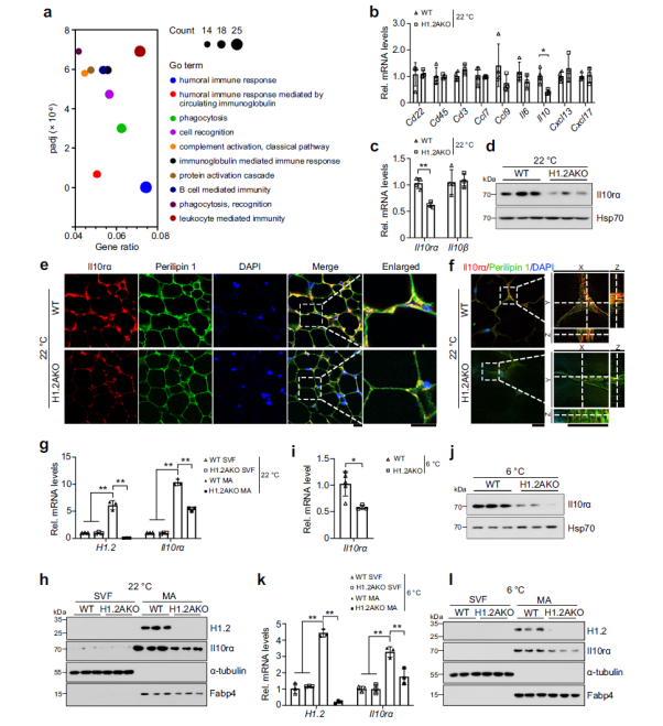 防控肥胖新靶標(biāo)
