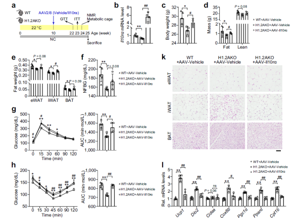 防控肥胖新靶標(biāo)