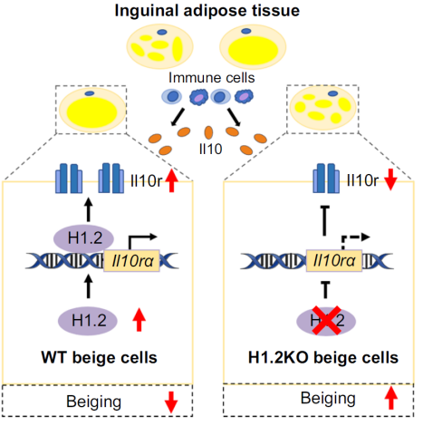 防控肥胖新靶標(biāo)