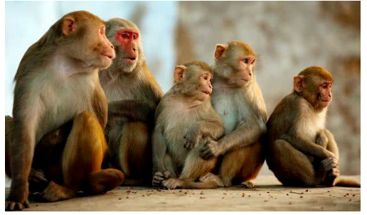 獸醫(yī)流行病學在規(guī)模化猴場疾病防控中的應用-江蘇網(wǎng)站制作