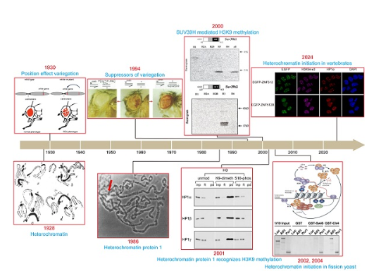 科學家揭示脊椎動物中旁著絲粒異染色質(zhì)從頭建立機制-江蘇網(wǎng)站制作