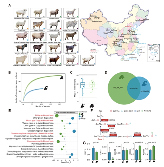 研究構(gòu)建綿羊和山羊腸道高質(zhì)量微生物基因組數(shù)據(jù)庫-江蘇網(wǎng)站制作