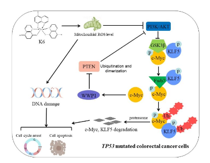 陳策實課題組發(fā)現(xiàn)鎵化合物K6可以克服TP53突變導(dǎo)致的結(jié)腸癌對鉑類藥物的抵抗-江蘇網(wǎng)站制作
