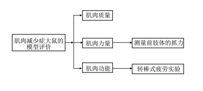 慢性腎功能衰竭并肌肉減少癥大鼠模型建立方法簡介