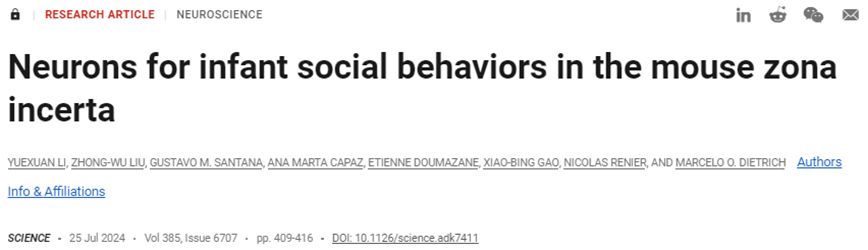 Science：新研究發(fā)現(xiàn)在母鼠與幼鼠互動時，幼鼠大腦未定區(qū)中的神經(jīng)元變得更加活躍-江蘇網(wǎng)站制作