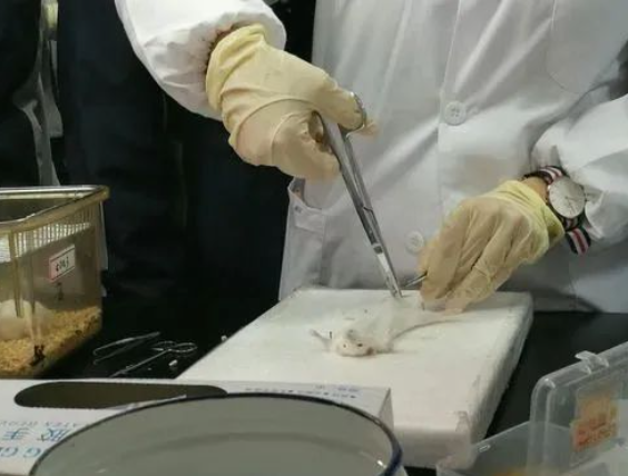 實驗動物病理取材步驟以及注意事項，附不同臟器取材細節(jié)-江蘇網(wǎng)站制作