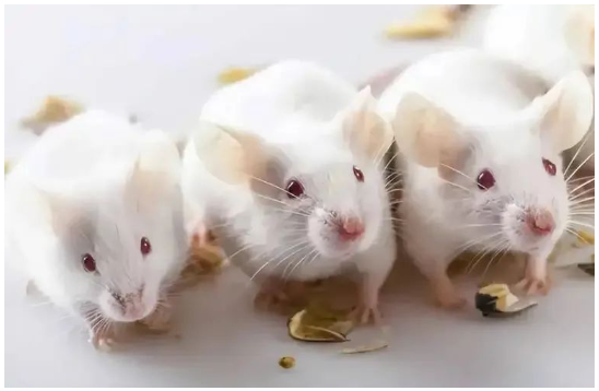 做動物實(shí)驗(yàn)，我們要分幾組？每組要幾只動物？怎么分配動物？一文全解答！-江蘇網(wǎng)站制作