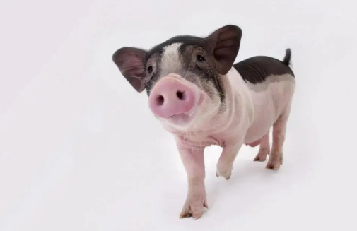 實驗動物知識 | 什么是小型豬？常用的品系、品種有哪些？-江蘇網(wǎng)站制作