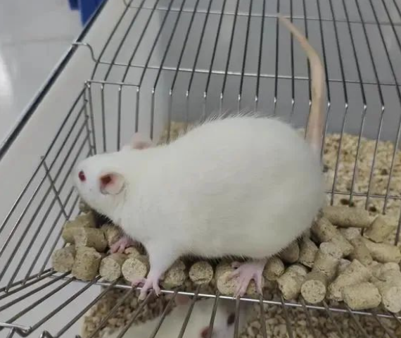 【動物模型】三類失血性休克動物模型的構(gòu)建-江蘇網(wǎng)站制作