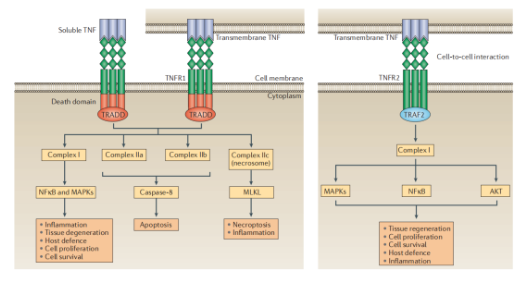 DBA/1-hTNF小鼠：TNF-α相關(guān)自身免疫性疾病研究的先天圣體-江蘇網(wǎng)站制作