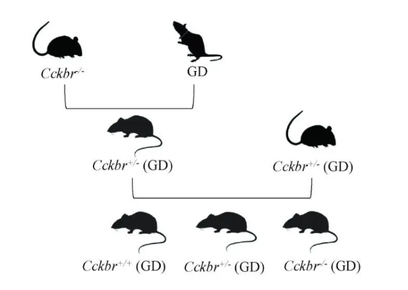 遺傳多樣性高血壓小鼠模型建立方法簡介-江蘇網(wǎng)站制作
