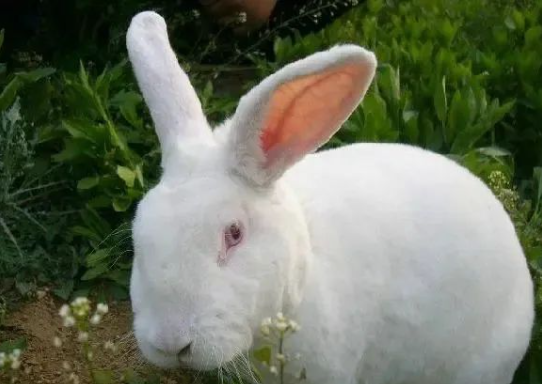 實(shí)驗動物知識 | 帶你了解實(shí)驗兔，原來它還有這么多品系，漲知識了！-江蘇網(wǎng)站制作