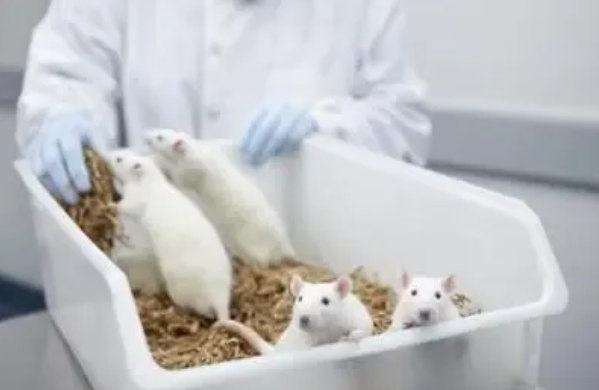 【動物實驗】常見人類疾病動物模型構(gòu)建技術(shù)原理-江蘇網(wǎng)站制作