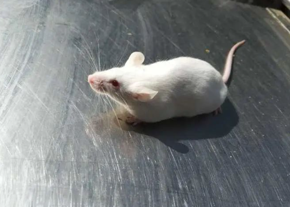 動(dòng)物行為學(xué)實(shí)驗(yàn)包括哪些？帶你了解這5種常見動(dòng)物行為學(xué)實(shí)驗(yàn)-江蘇網(wǎng)站制作