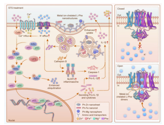 國家納米中心等在腫瘤免疫治療方面取得進展-江蘇網(wǎng)站制作