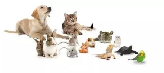 不同種屬的動物實驗給藥方式的選擇-江蘇網(wǎng)站制作