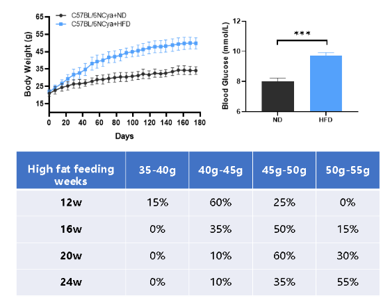 揭開小胖鼠的秘密——DIO-B6-M小鼠-江蘇網(wǎng)站制作