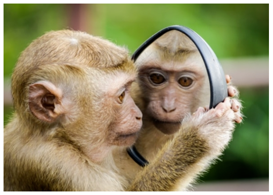 非人靈長類的傳染性皮膚?。ㄉ希?江蘇網(wǎng)站制作