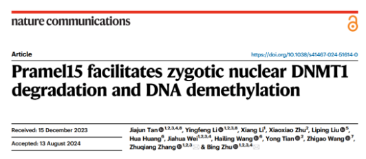 Nat Commun：朱冰研究組揭示小鼠母源蛋白Pramel15促進(jìn)合子DNA去甲基化機(jī)制-江蘇網(wǎng)站制作