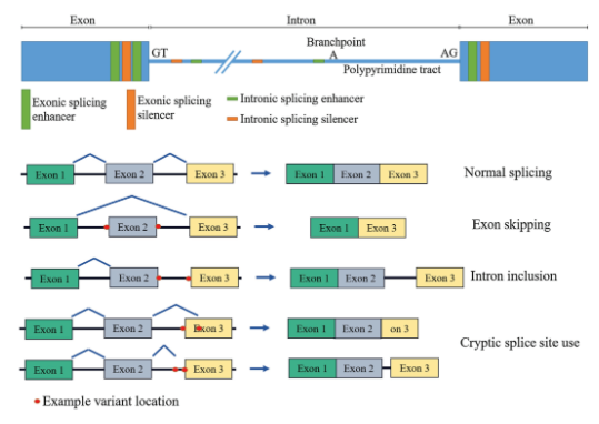 內(nèi)含子突變致病案例：家族性自主神經(jīng)功能障礙人源化模型-江蘇網(wǎng)站制作