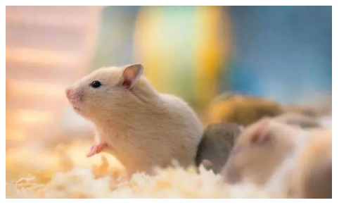 動(dòng)物行為學(xué)的實(shí)驗(yàn)方法及評(píng)分方法-江蘇網(wǎng)站制作