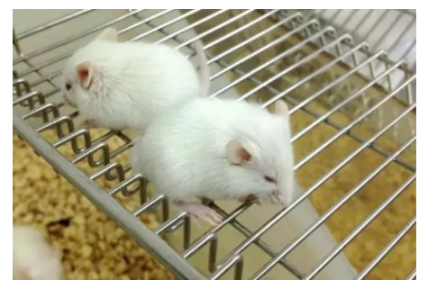 大動(dòng)物實(shí)驗(yàn)的特殊意義-江蘇網(wǎng)站制作