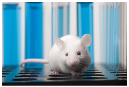 食用染料使小鼠器官透明