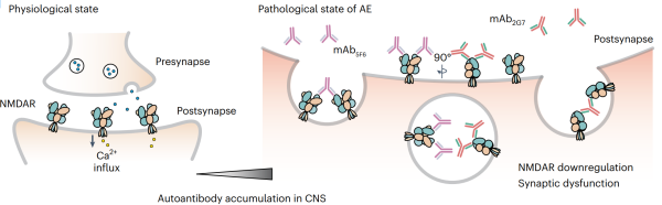 研究揭示神經(jīng)系統(tǒng)自身免疫性腦炎致病機(jī)制-江蘇網(wǎng)站制作
