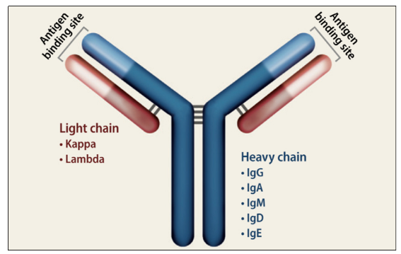 B6-Igl KO小鼠：B細(xì)胞發(fā)育和抗體多樣性研究模型-江蘇網(wǎng)站制作