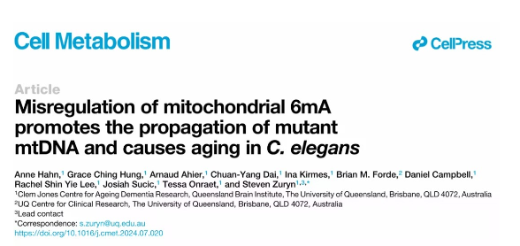 Cell Metab：mtDNA原核類6mA修飾調(diào)控線粒體功能和線蟲壽命-江蘇網(wǎng)站制作